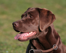 caring for your animal