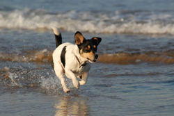 caring for your animal